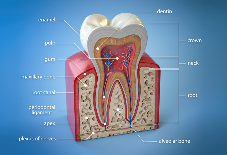 Tooth Anatomy - Enamel